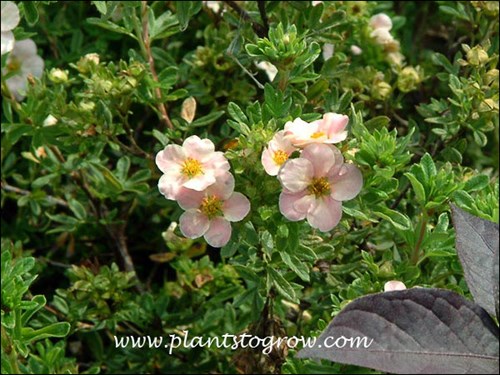The hot weather is causing the pink to fade out of the flowers.